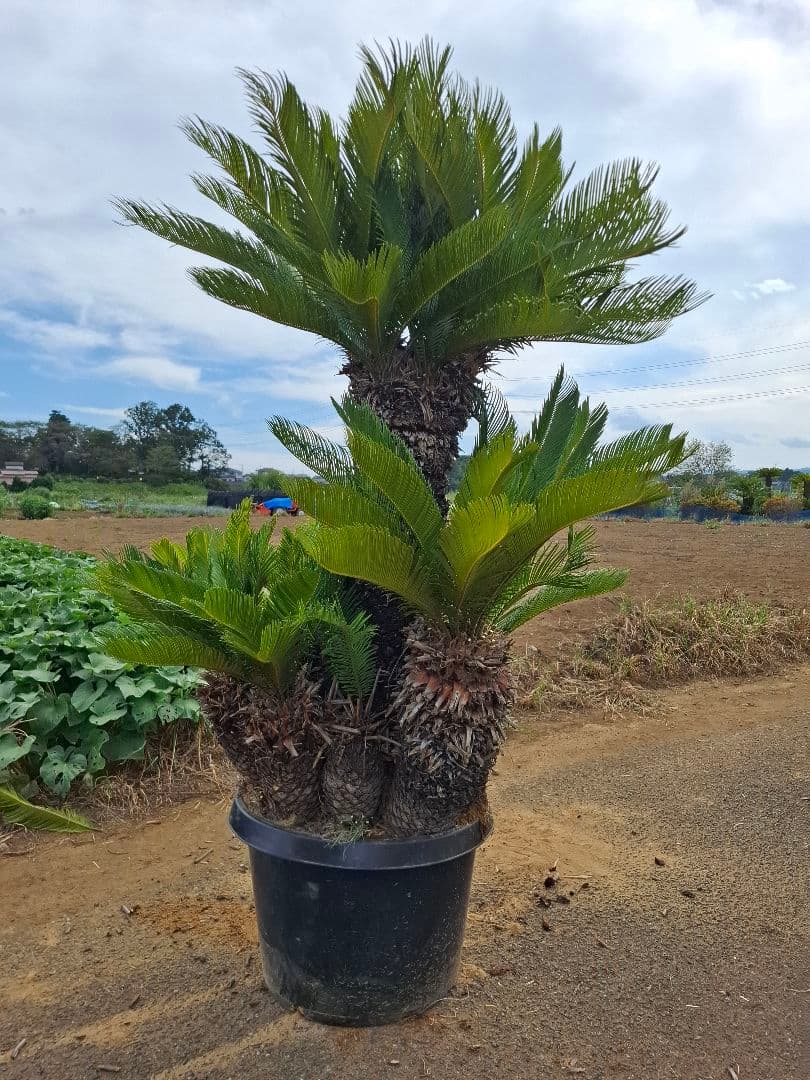 ソテツ 蘇鉄 ーー ココス ヤシ アガベ ドラセナ ―ー