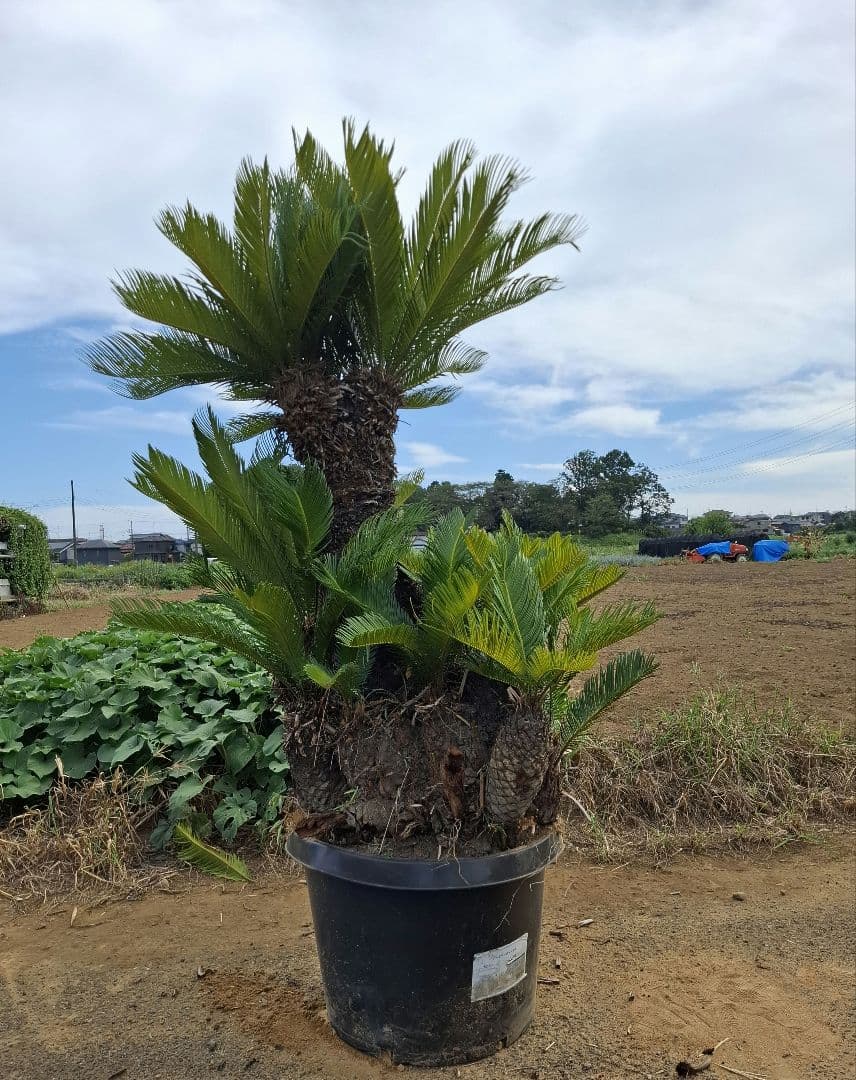 ソテツ 蘇鉄 ーー ココス ヤシ アガベ ドラセナ ―ー