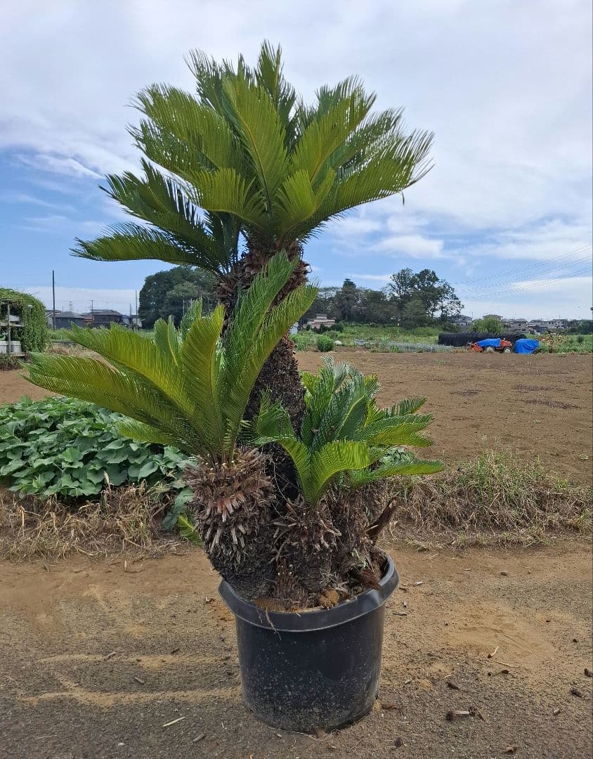 ソテツ 蘇鉄 ーー ココス ヤシ アガベ ドラセナ ―ー