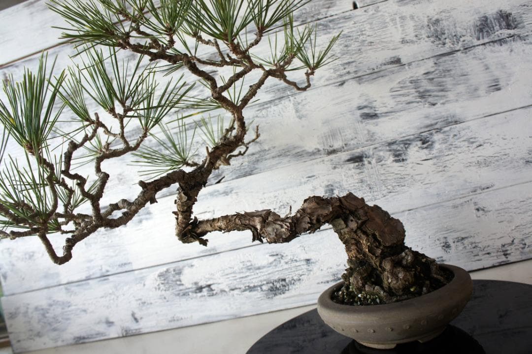 盆栽 『黒松』 和風 インテリア オブジェ 観葉植物 送料無料 b011