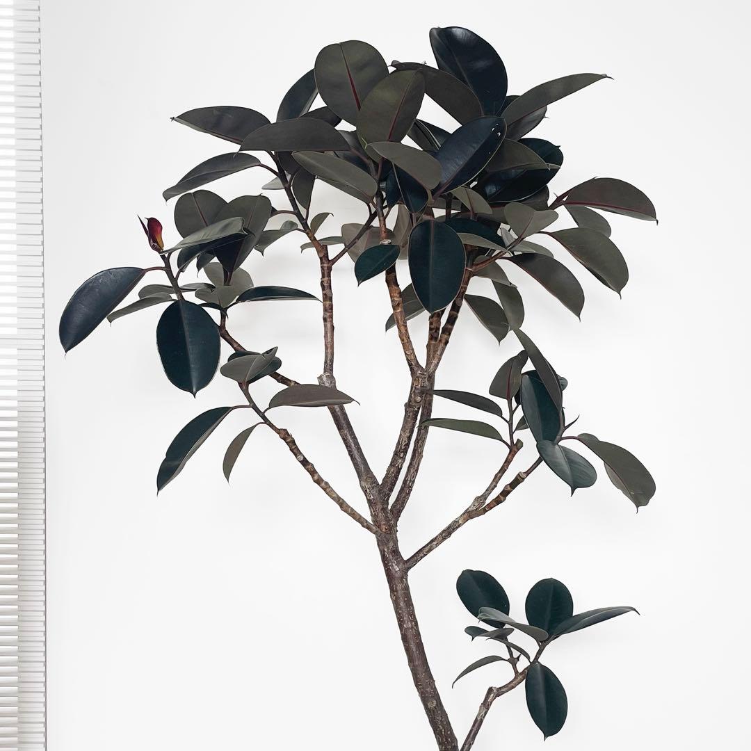 観葉植物 フィカス バーガンディ