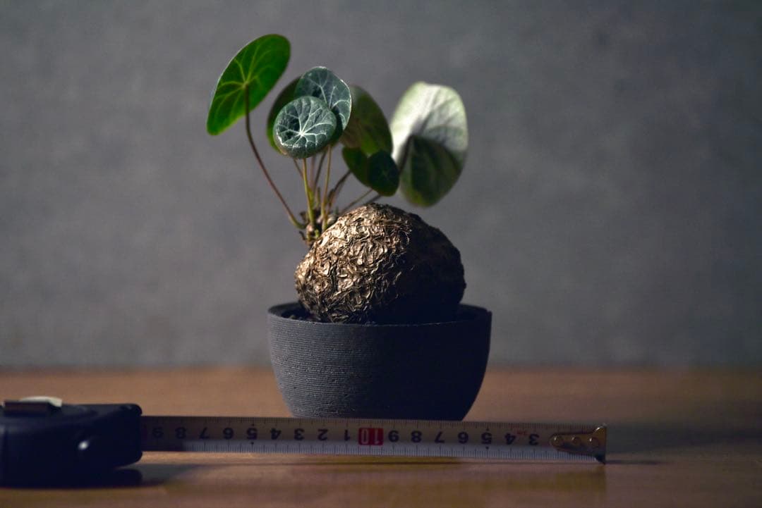 発根済 ステファニア　カウィーサキー　塊根植物