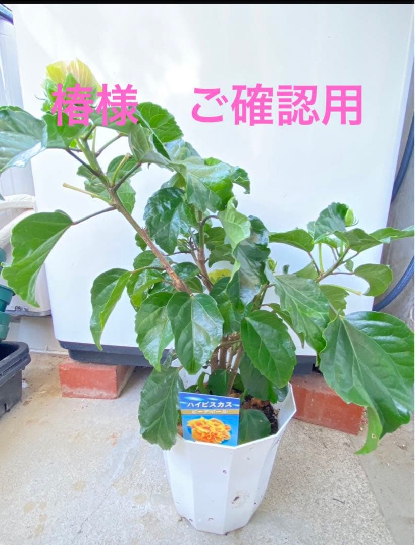 椿様ご確認用〜ハイビスカス　ビーチボール〜