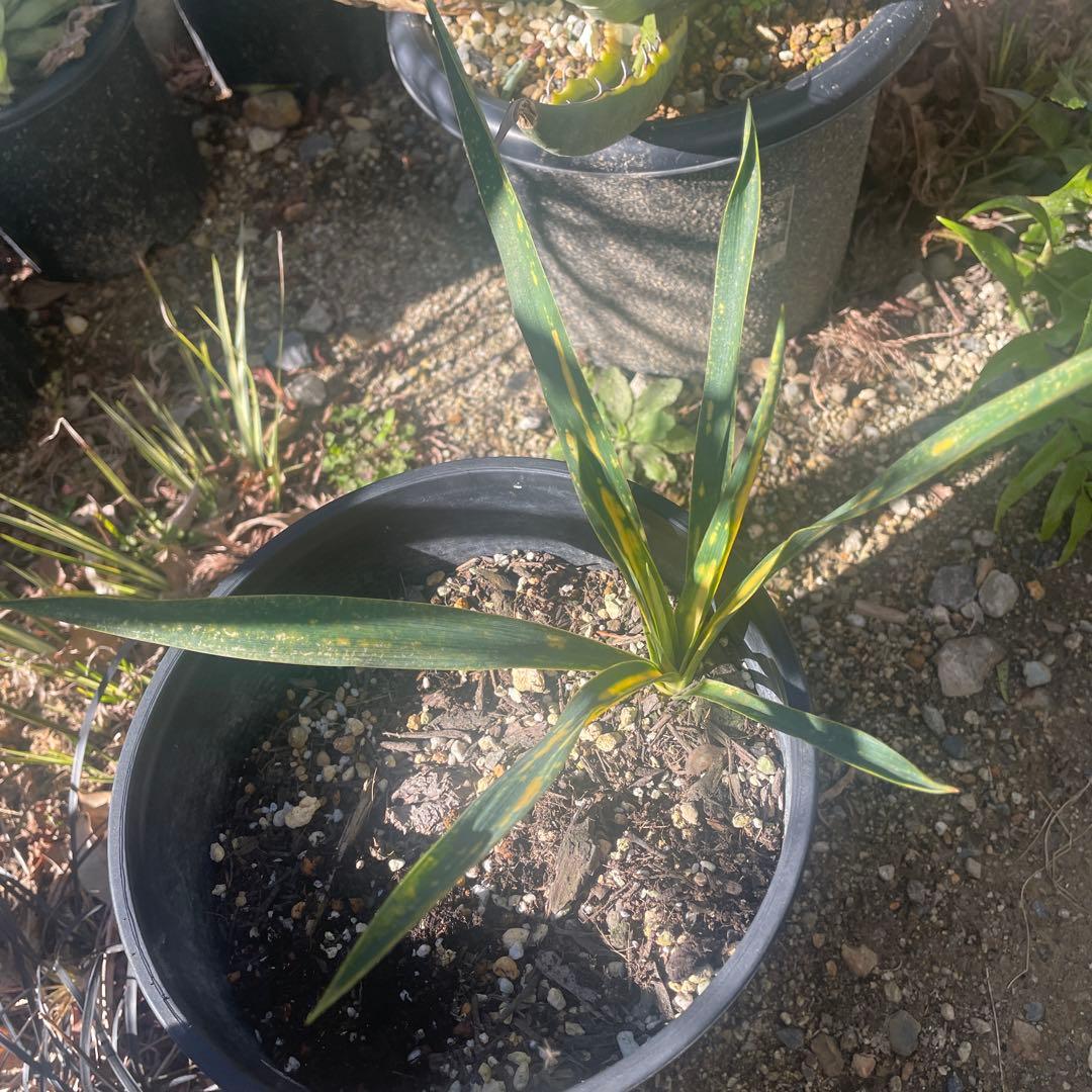 激安 ユッカ グロリオサ 散り斑 ライジングサン ロストラータ