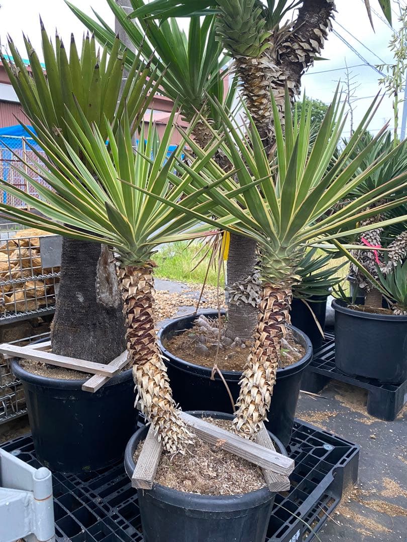 ユッカ　アロイフォリア　斑入り