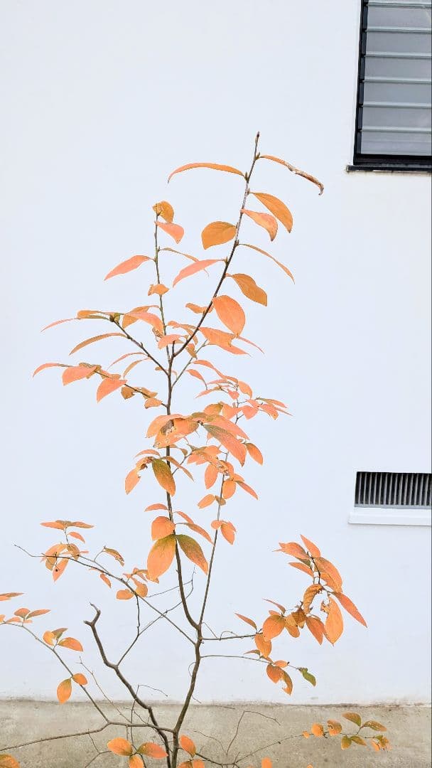 山採りヤマコウバシ。