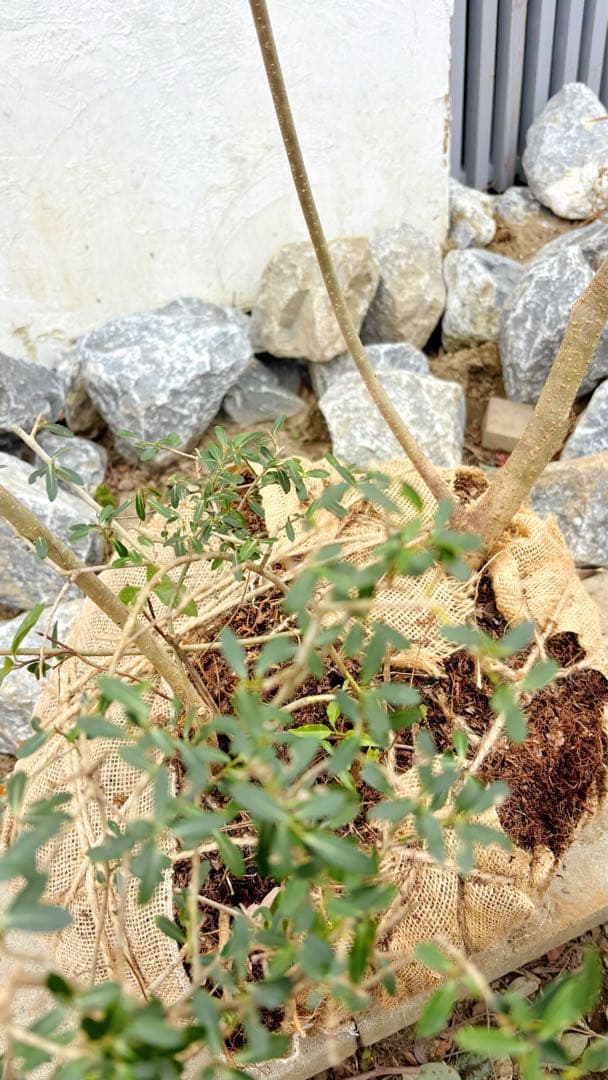 超美形。山採りツゲ(柘植)株立ち2.3M(鉢底から)