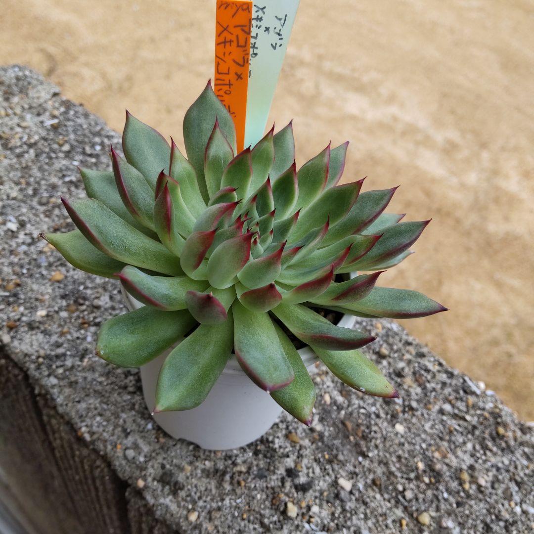 爪がカッコいいミヤさん苗⭐️アゴラ×メキシコポルデンシス⭐️多肉 miyaさん