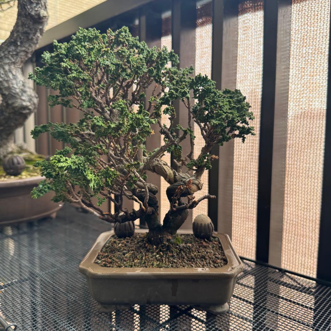 石化檜 石化ヒノキ 盆栽