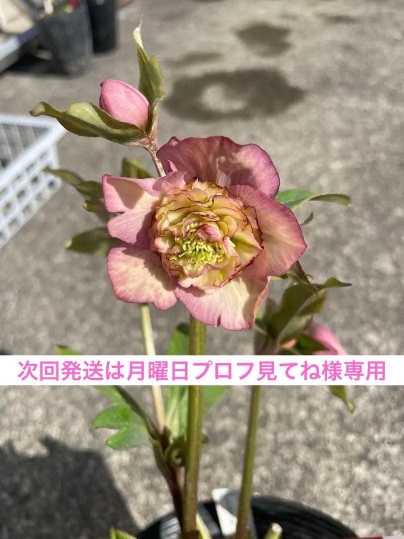 加藤農園 セミダブル 同梱可能