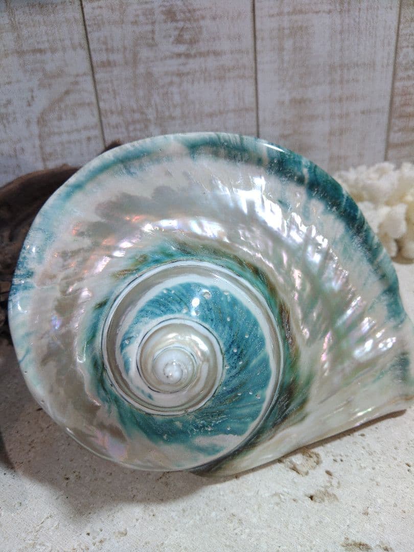 夜光貝　置物　(特大)　角残し真珠層仕上げ☆沖縄海族☆