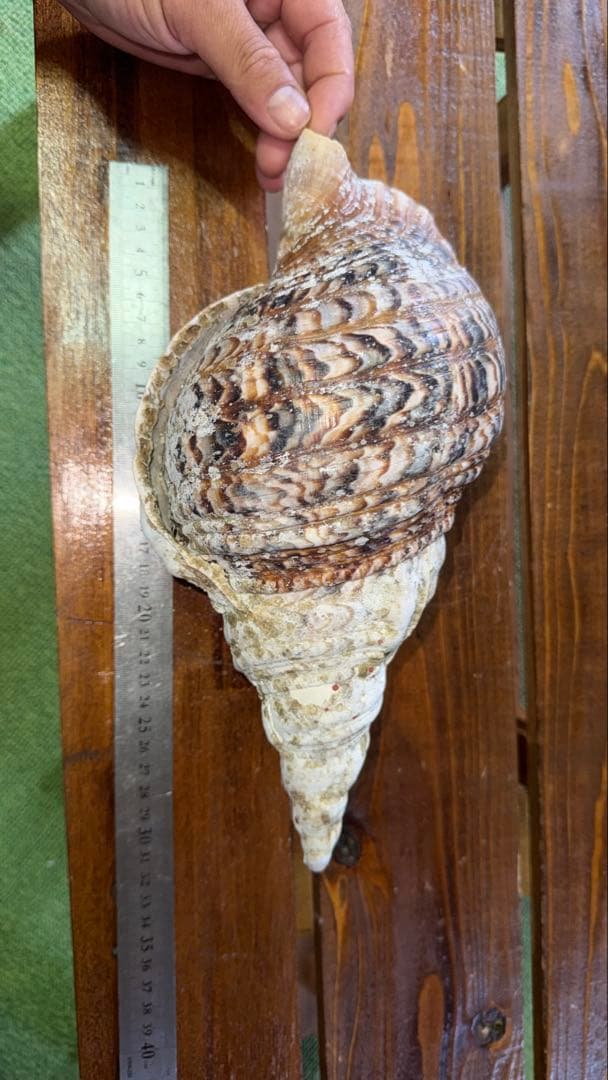 30cm 沖縄でとれた 法螺貝 置物 コレクション