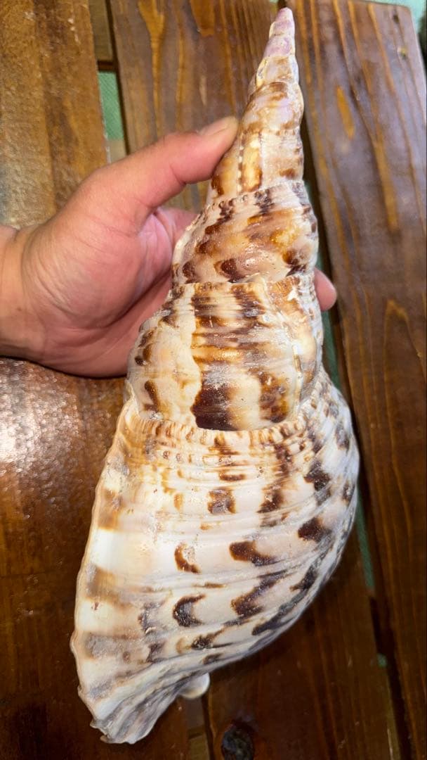 30cm 沖縄でとれた 法螺貝 置物 コレクション