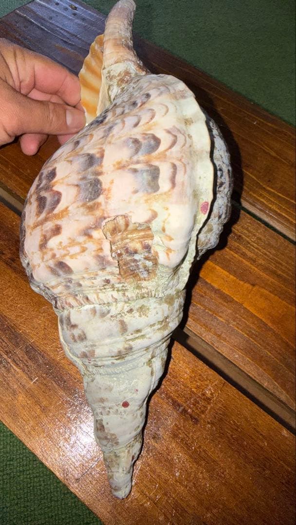 30cm 沖縄でとれた 法螺貝 置物 コレクション