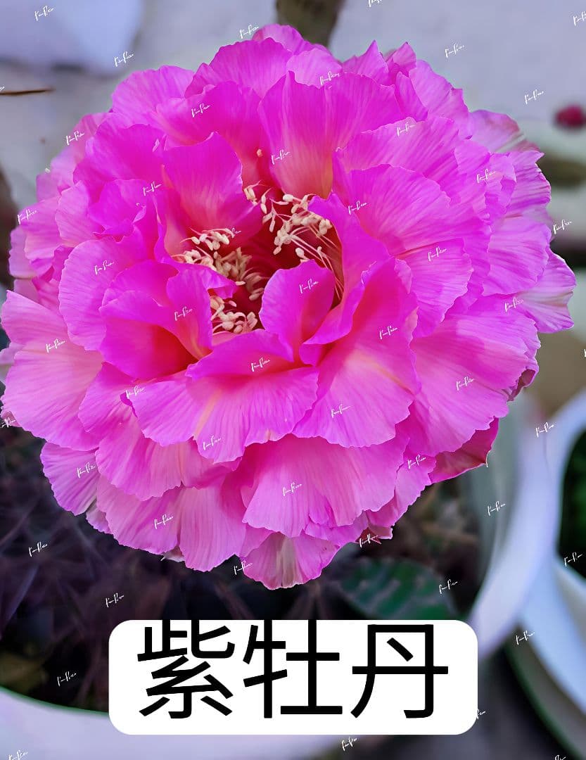 1-保護猫ファミリー商品　花サボテン