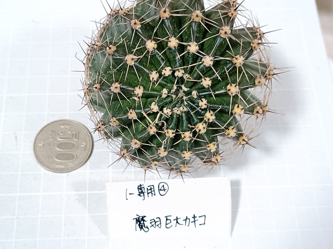 1-保護猫ファミリー商品　花サボテン