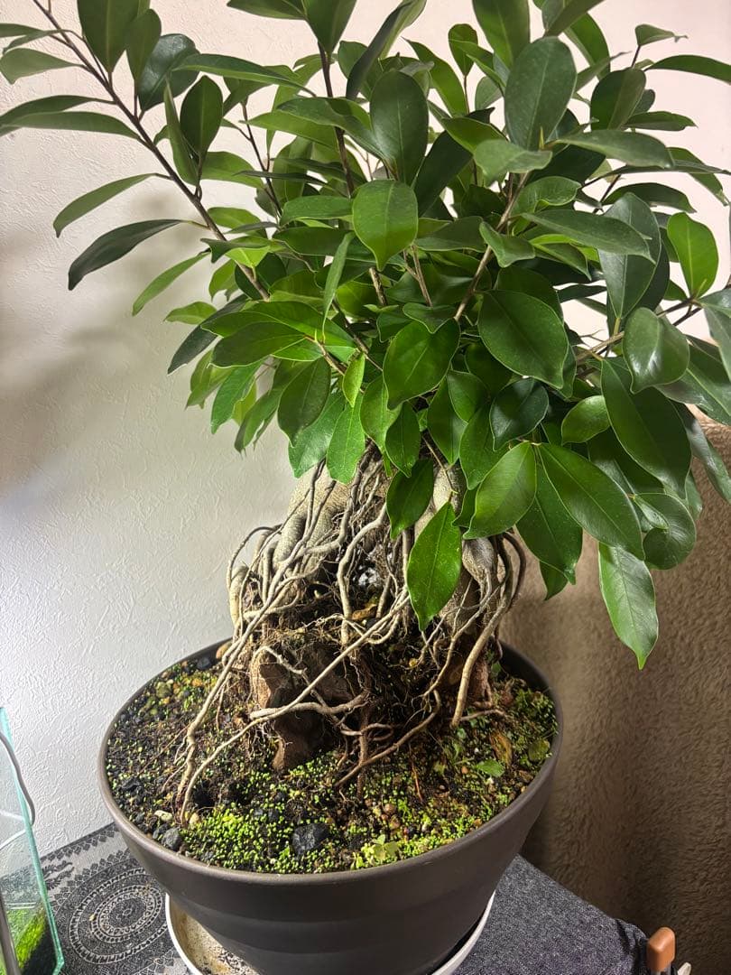 ガジュマル 大株　高さ約40cm 11年育成 岩付き　引き取り歓迎