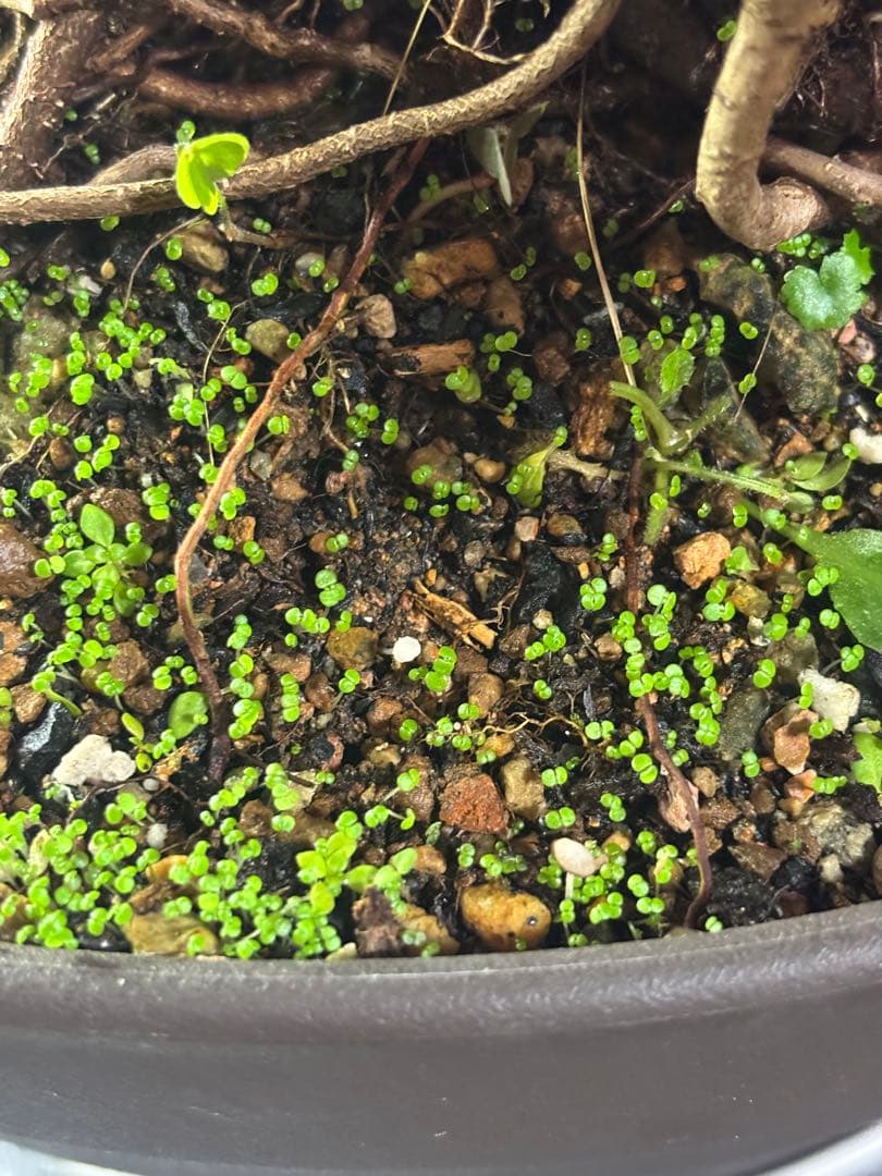 ガジュマル 大株　高さ約40cm 11年育成 岩付き　引き取り歓迎