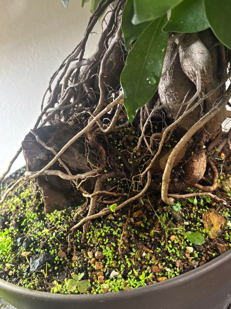 ガジュマル 大株　高さ約40cm 11年育成 岩付き　引き取り歓迎