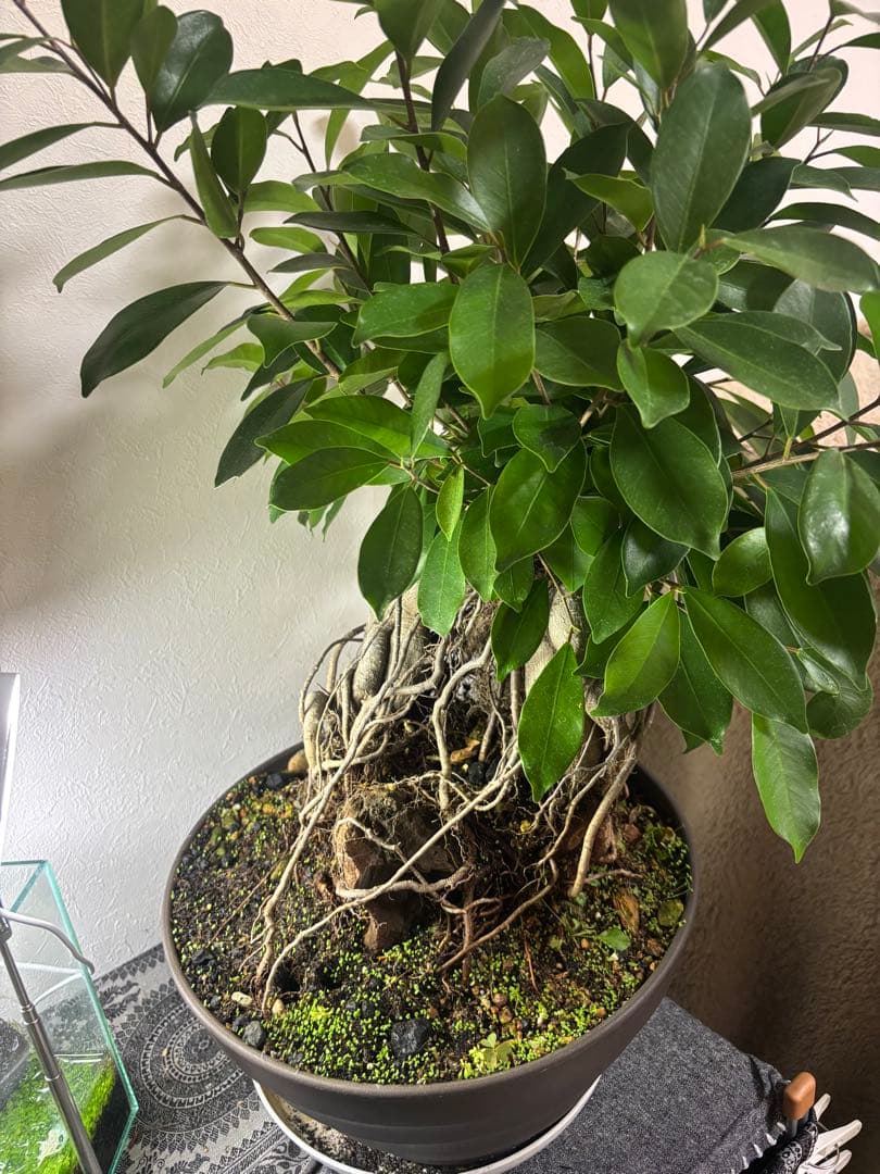 ガジュマル 大株　高さ約40cm 11年育成 岩付き　引き取り歓迎