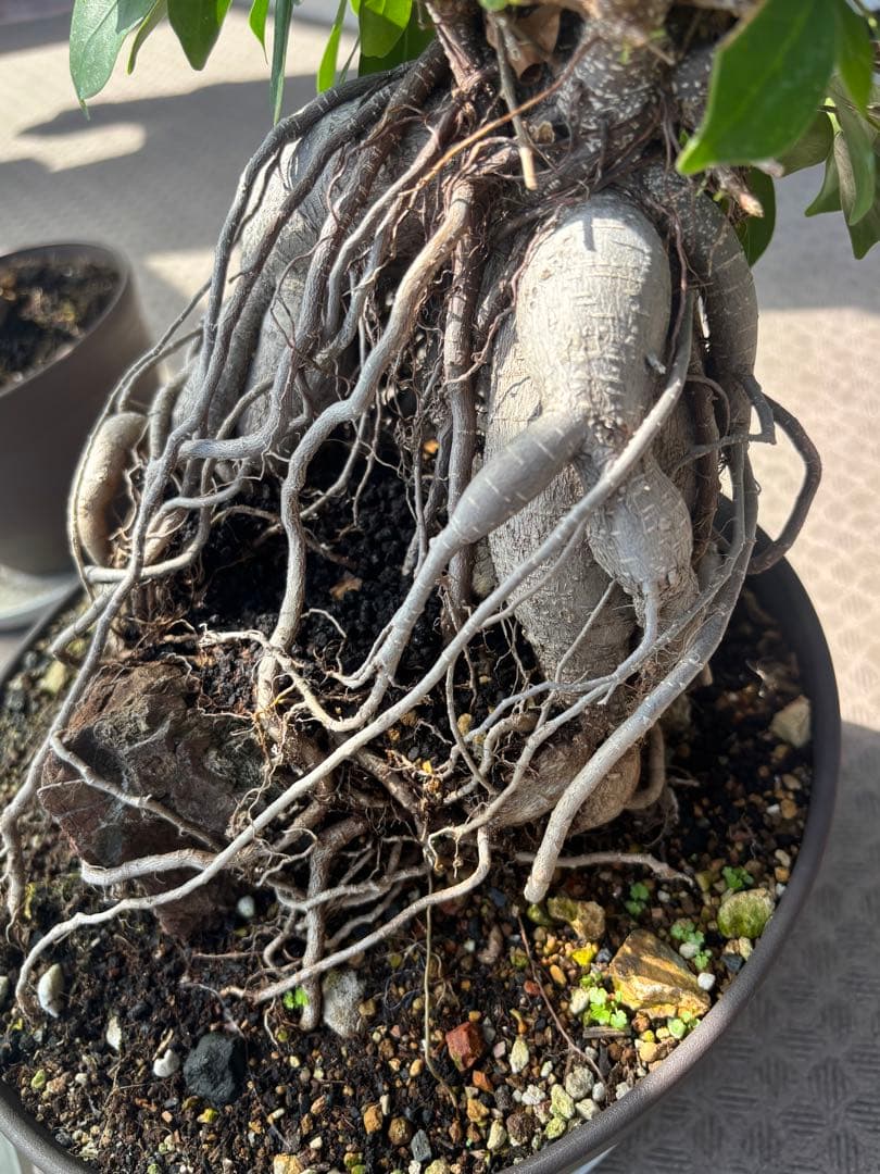 ガジュマル 大株　高さ約40cm 11年育成 岩付き　引き取り歓迎