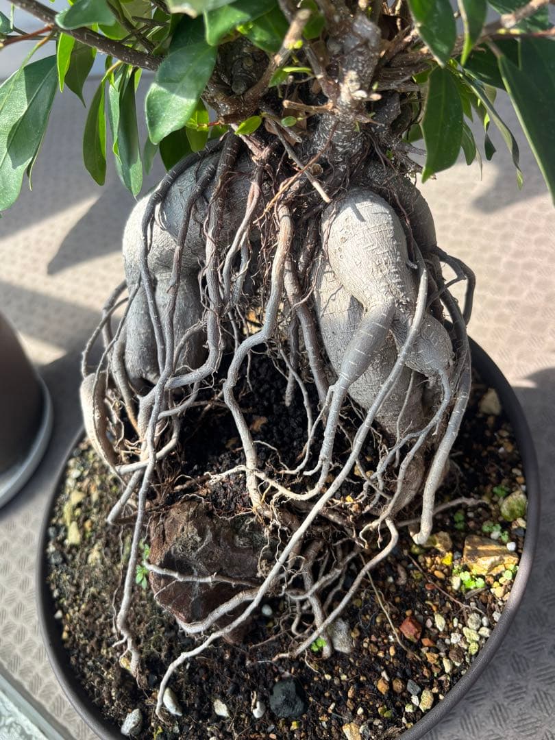 ガジュマル 大株　高さ約40cm 11年育成 岩付き　引き取り歓迎