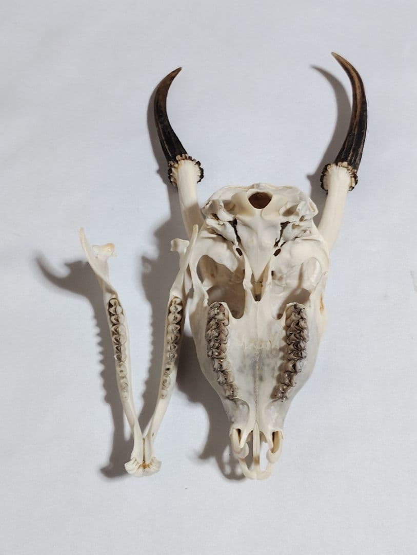 キョン(Muntiacus reevesi)　頭骨　オスメスセット