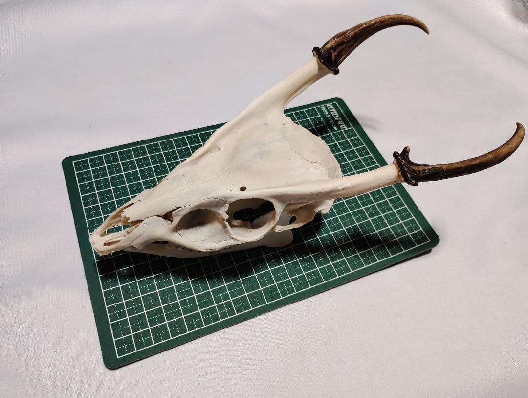 キョン(Muntiacus reevesi)　頭骨　オスメスセット