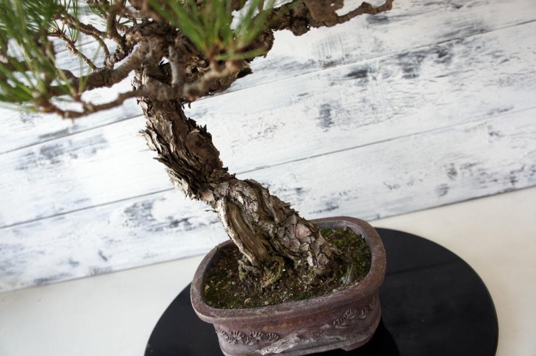 盆栽 『黒松』 インテリア 園芸 観葉植物 ガーデニング 送料無料 b029