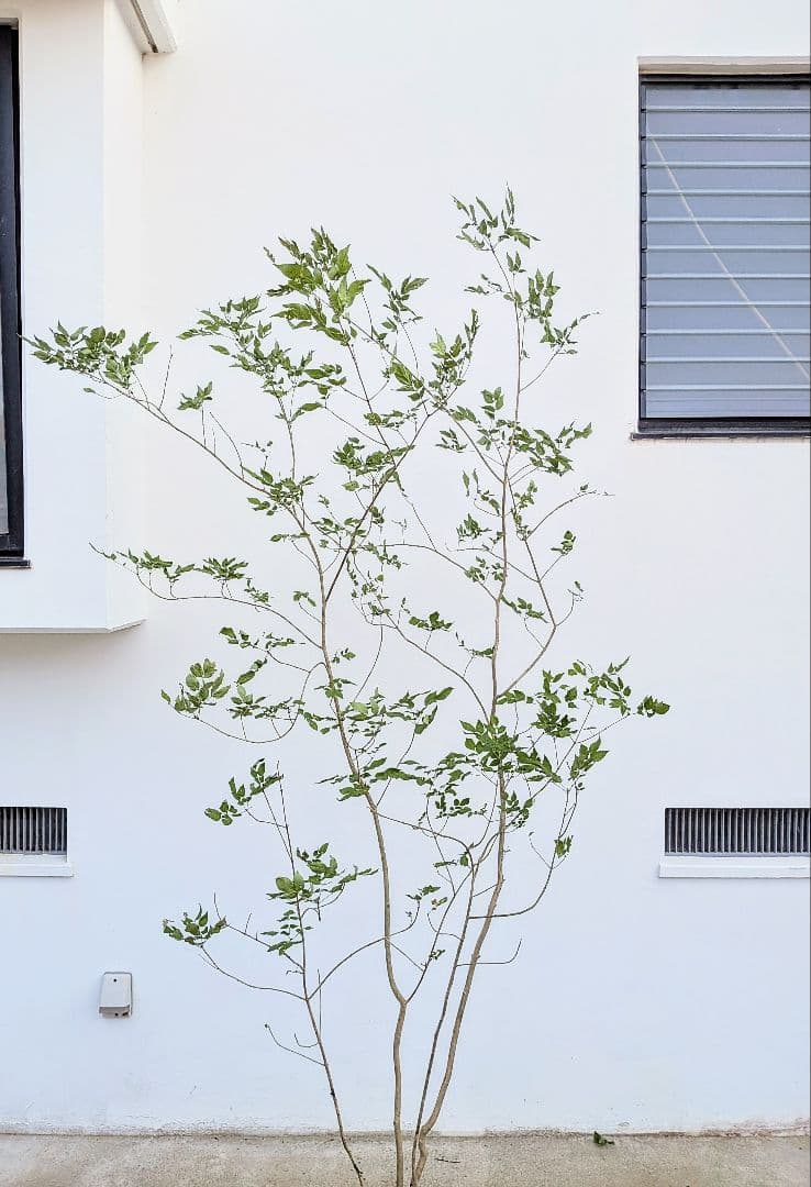 これが山採り！天然アオダモ株。