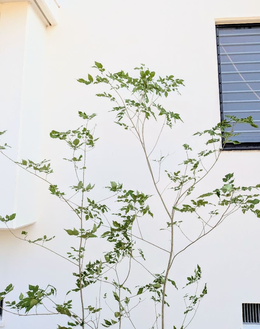 これが山採り！天然アオダモ株。