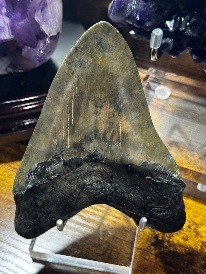 メガロドン　歯の化石