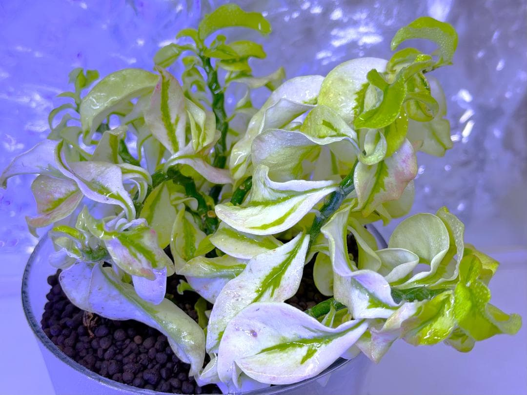 激レア種★ペディランサス・ドワーフ 矮性種 斑入り ★