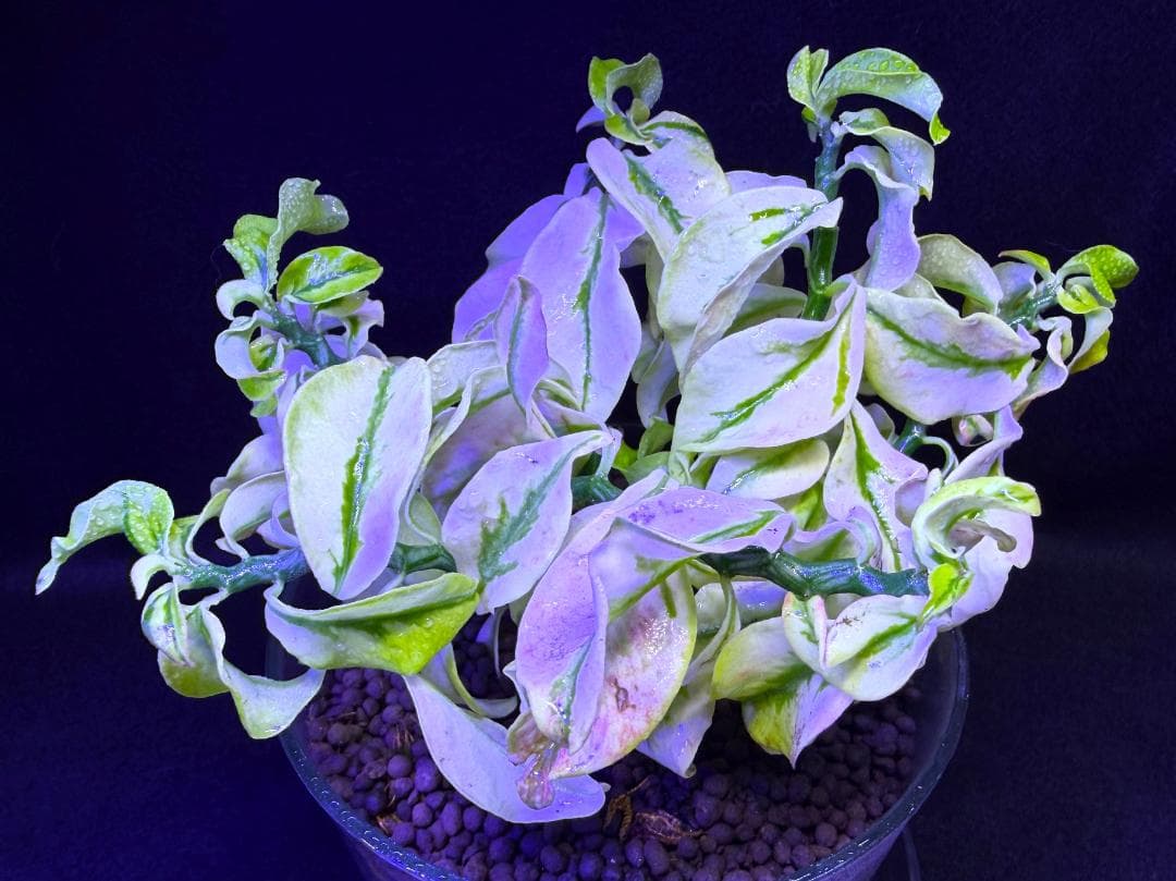 激レア種★ペディランサス・ドワーフ 矮性種 斑入り ★