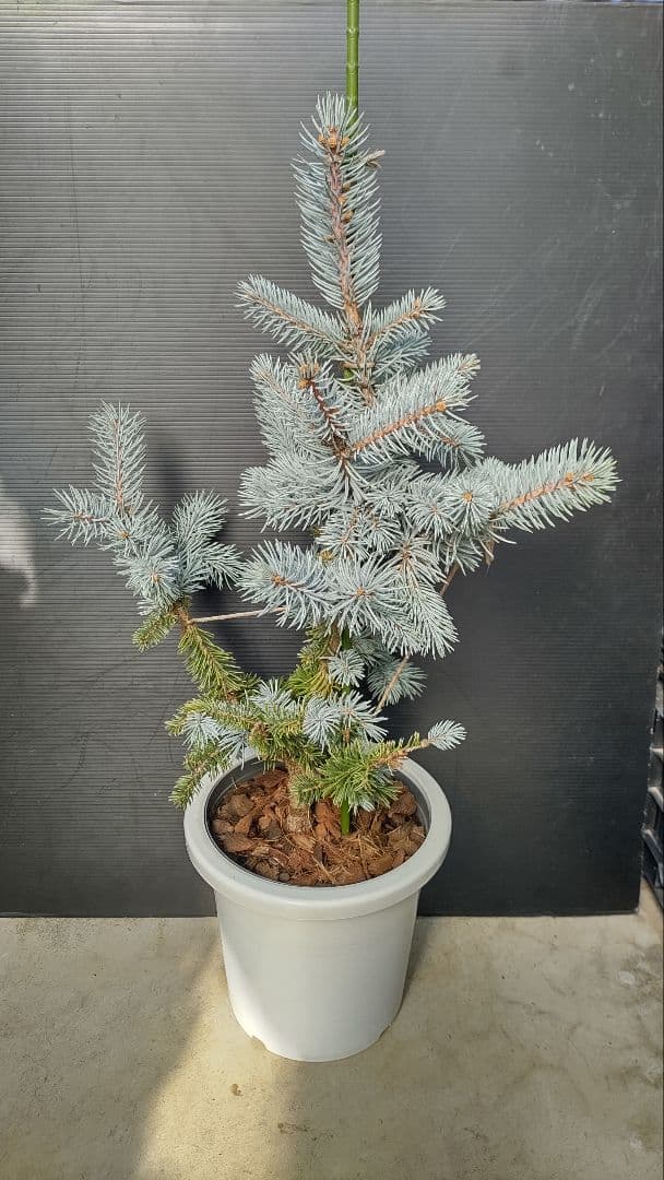 プンゲンス トウヒ ホプシー