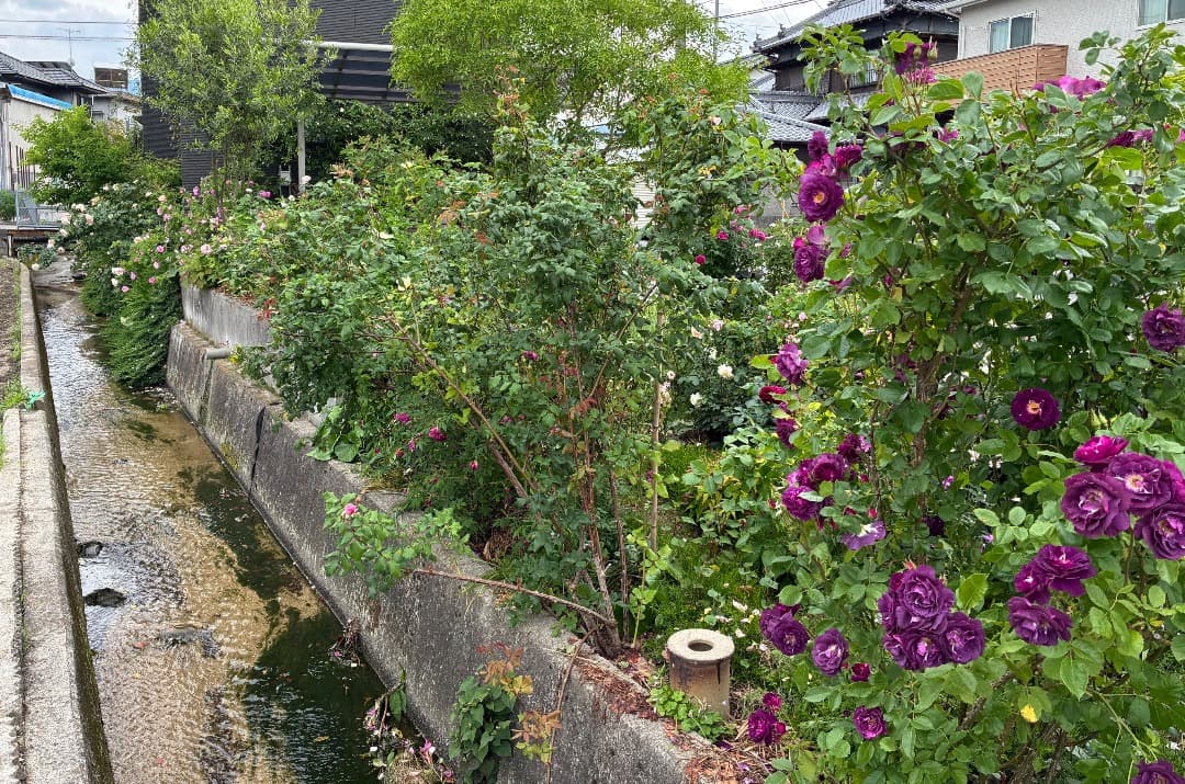 ♡12/16まで【バラ「超」大苗】ミステリューズ　仏ドリュ社