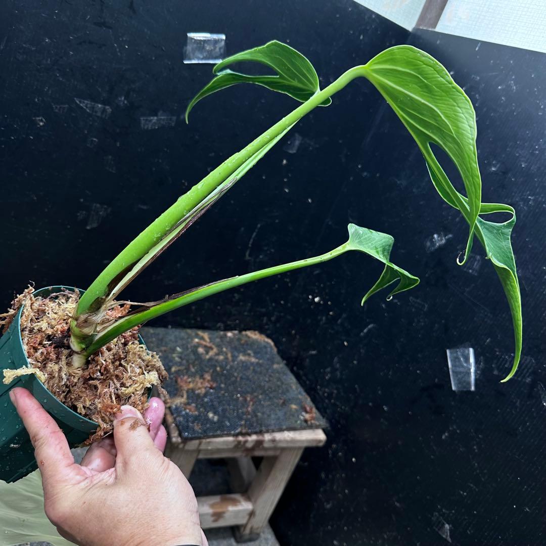 て*り様 モンステラデリシオーサバールマルクスフレーム4号鉢植え大株美株レア