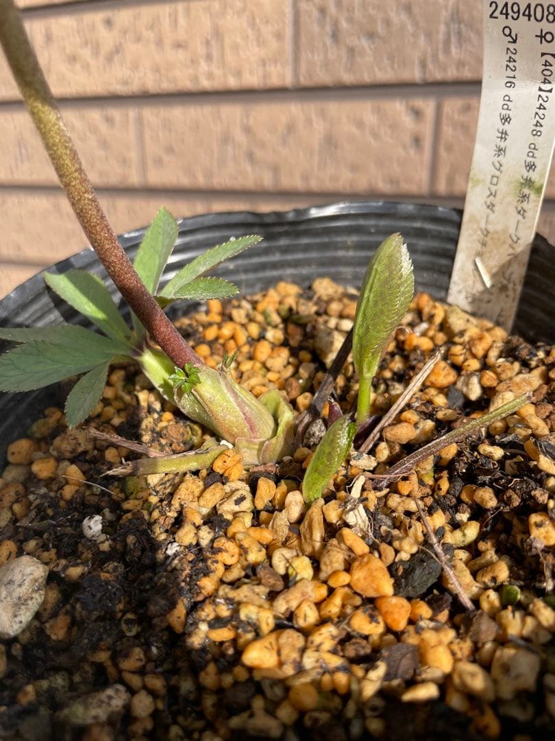 クリスマスローズ　グロスダークチョコレート交配 加藤農園　開花株　蕾　花苗