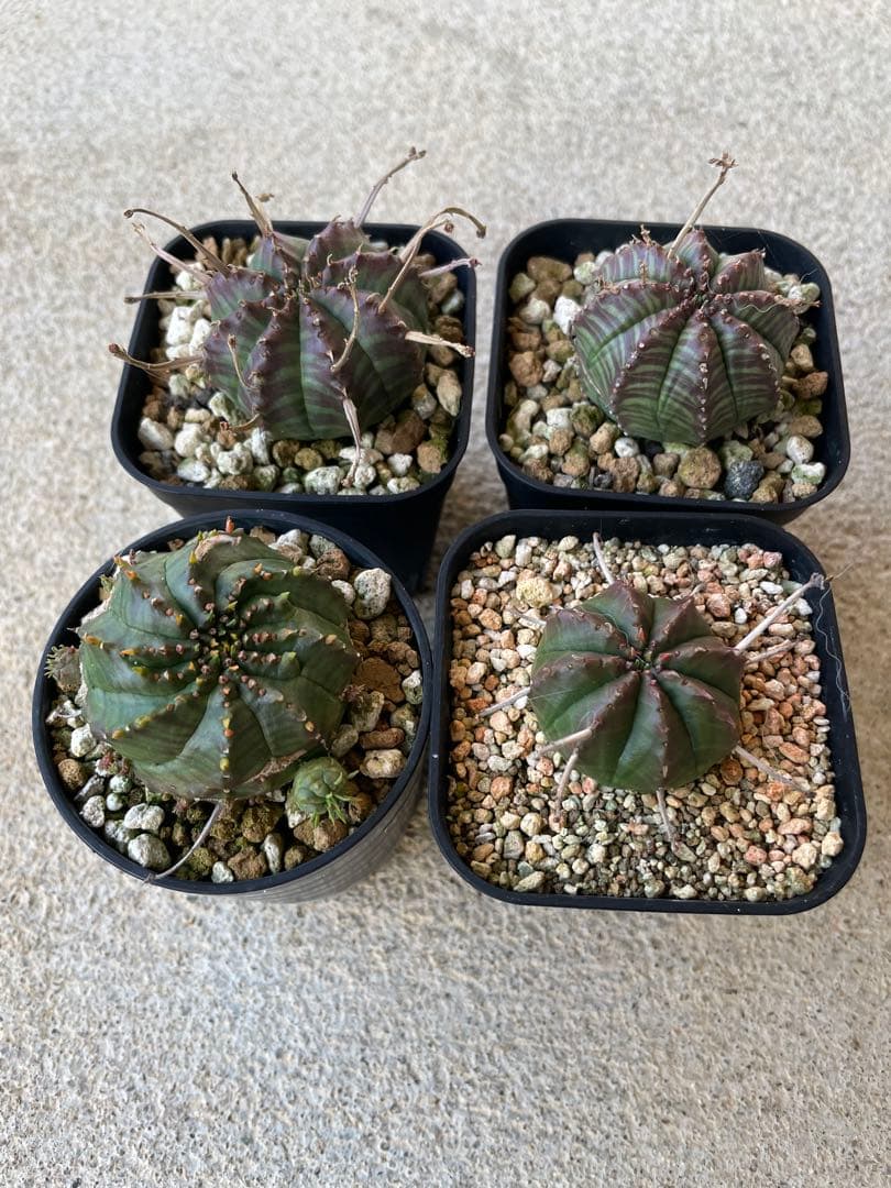 ブラックバリダ 4株 早いもの勝ち！