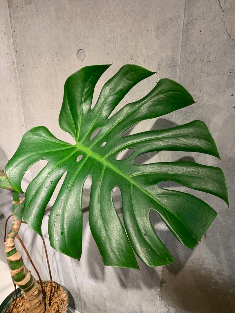 モンステラ 幹上がり　9号