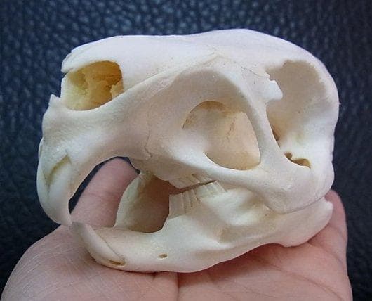 高品質！カピバラ（幼獣）の頭骨