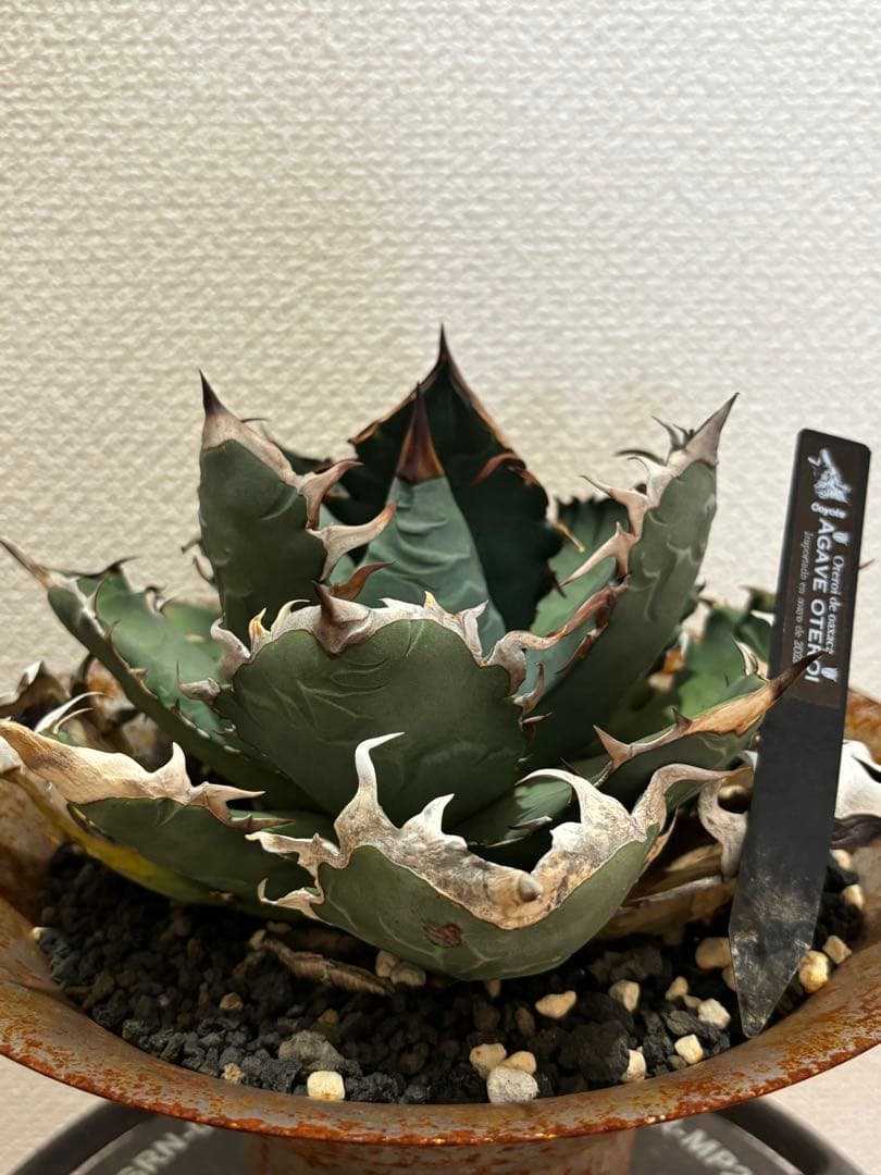 オアハカ　オテロイ　現地球　coyote 宇多田さん