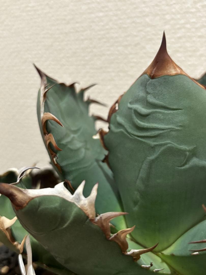 オアハカ　オテロイ　現地球　coyote 宇多田さん