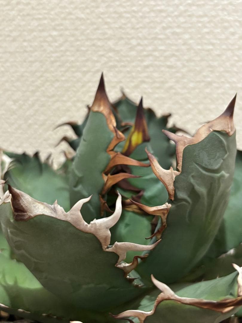 オアハカ　オテロイ　現地球　coyote 宇多田さん