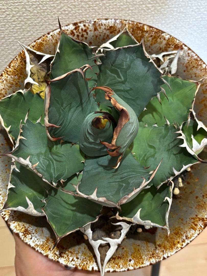 オアハカ　オテロイ　現地球　coyote 宇多田さん