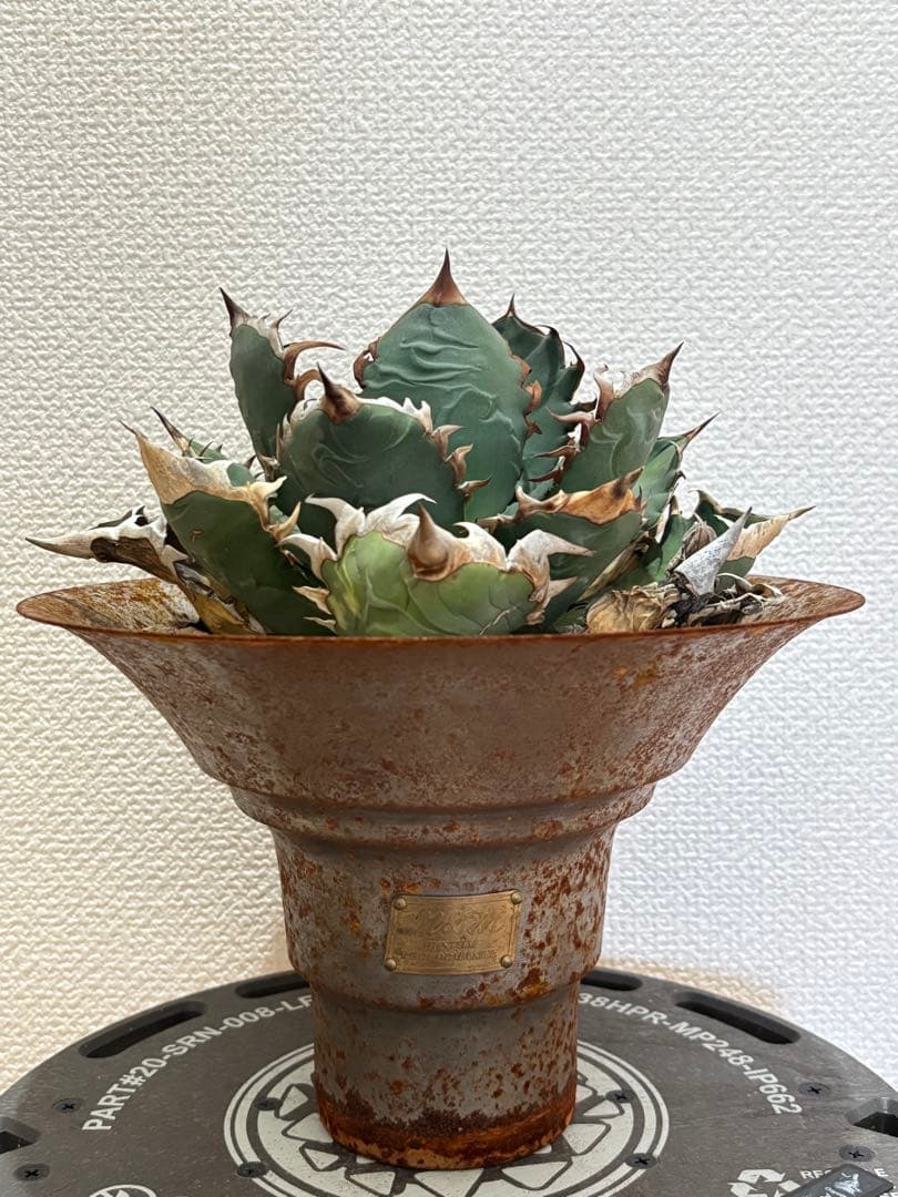 オアハカ　オテロイ　現地球　coyote 宇多田さん