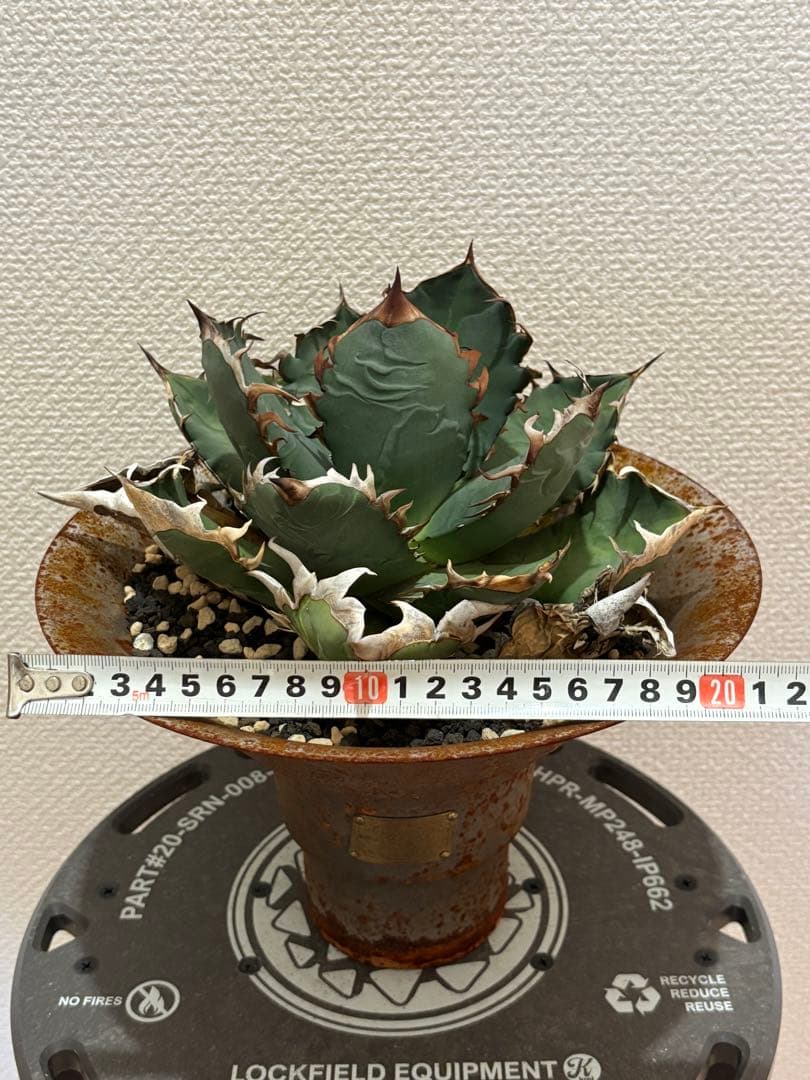 オアハカ　オテロイ　現地球　coyote 宇多田さん