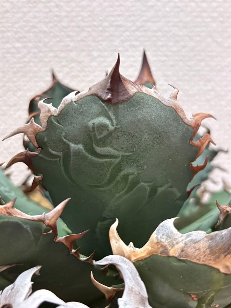 オアハカ　オテロイ　現地球　coyote 宇多田さん