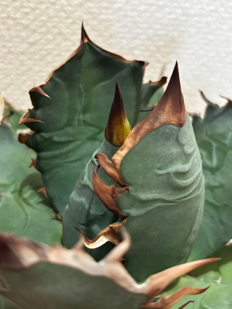 オアハカ　オテロイ　現地球　coyote 宇多田さん