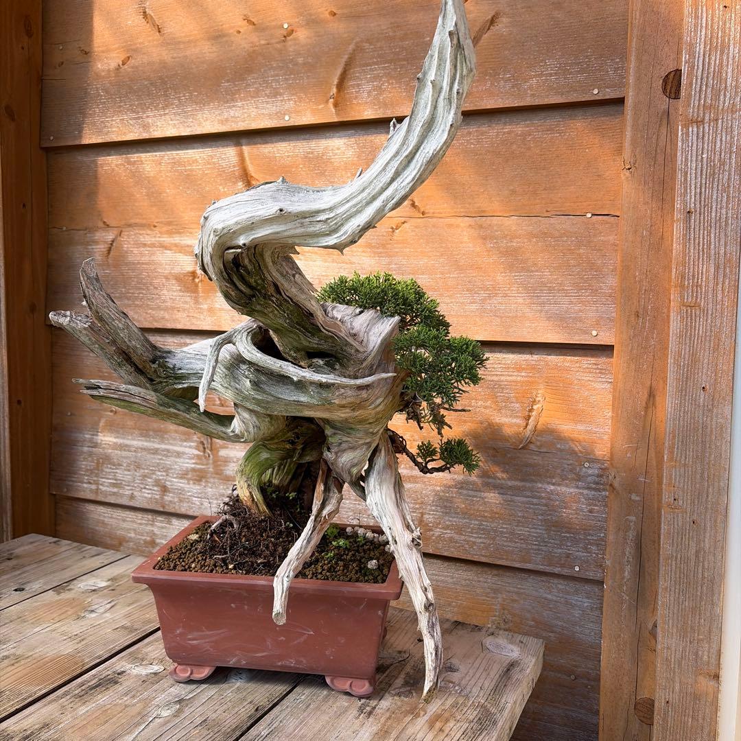 龍*芳様 糸魚川真柏盆栽　創作盆栽　たぬき